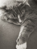 Sleepy Jenni