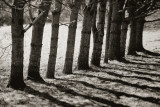 Line of Trees and Shadows #3