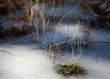 Winter Grass in Frozen Marsh