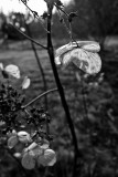 Last Years Hydrangea Bloom #1