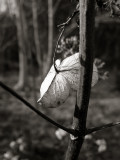 Last Years Hydrangea Bloom #2