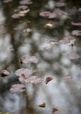 Lily Pond and Reflections #1