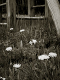 Dandelions Near Swings