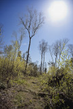 Witherle Woods Path