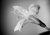 Alstromeria Profile Monochrome