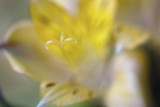 Alstromeria Close-up #3