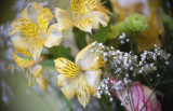 Alstromeria in Bouquet