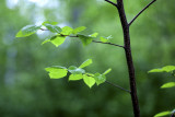 Backlit Baby Aspen Leaves