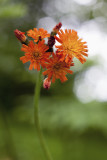 Orange Hawkweed with Tree and Sky #1