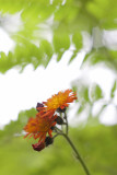 Orange Hawkweed with Tree and Sky #2
