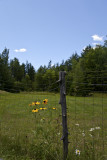 Backyard HDR