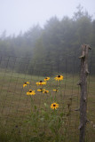 Foggy Morning Rudbackia