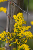 Ragweed by Fence Post
