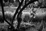 Garden Behind Magnolia Tree, monochrome