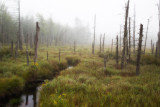 Foggy Wetland Glow #2