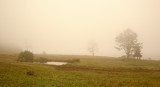 Lawn Overlooking Curtis Cove