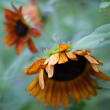 Orange Sunflower Trio