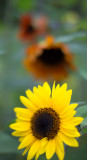 Yellow and Orange Sunflowers