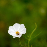 Bee on Little White Cosmo