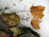 Leaves on Snow #2