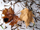Maple Leaf Pair on Snow