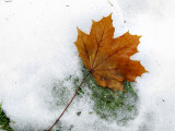 Lone Maple Leaf on Snow #1