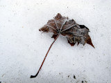 Lone Maple Leaf on Snow #2