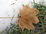 Lone Maple Leaf on Snow #2