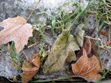 Frosted Leaves #1