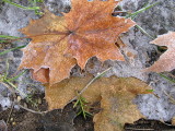 Frosted Maple Leaves on Ice