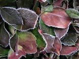 Frosted Hedge Leaves