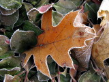 Frosted Oak Leaf in Hedge