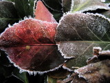 Frosted Hedge Leaf Pair