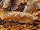 Frosted Leaves in Pine Needles #2