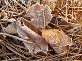Frosted Leaves in PIne Needles #3