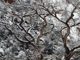 Cottonwoods in Zion Canyon