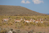 What Makes Pronghorn Happy?