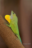 Anolis Lizard