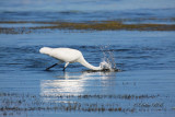 Great White Egret 03