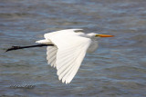 Great White Egret 06