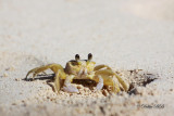 Jamiacan Sand Crab