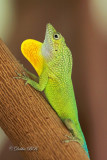 Anolis Lizard 03