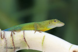 Anolis Lizard 05