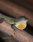 Anolis Lizard 06