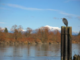 Snohomish River with Cascade Mts. in the distance.