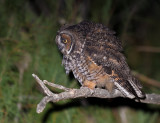 long eared owl