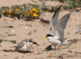 least tern mom and chick