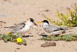 least tern and chick