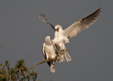 white tailed kites