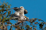 white tailed kites